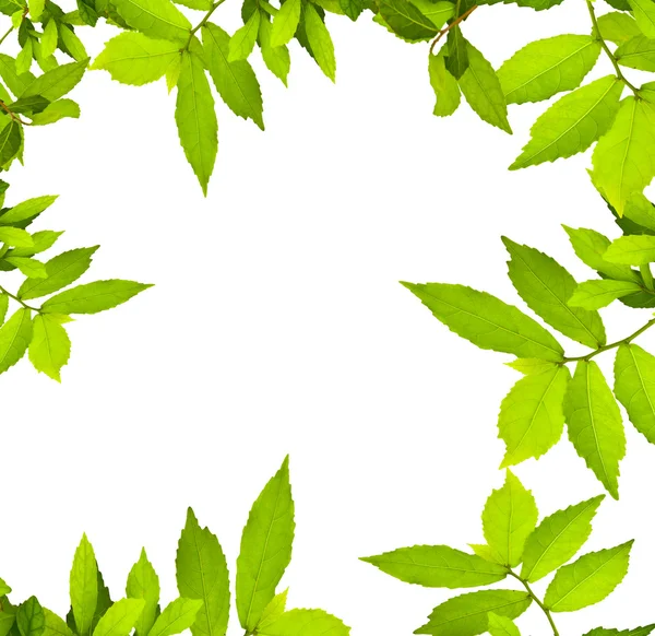 Green leave — Stock Photo, Image