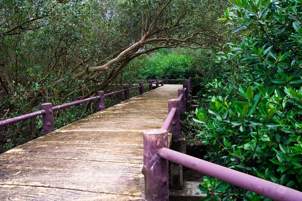 Pasarela en bosque de manglares , — Foto de Stock