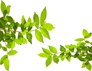 Green leaves clipart