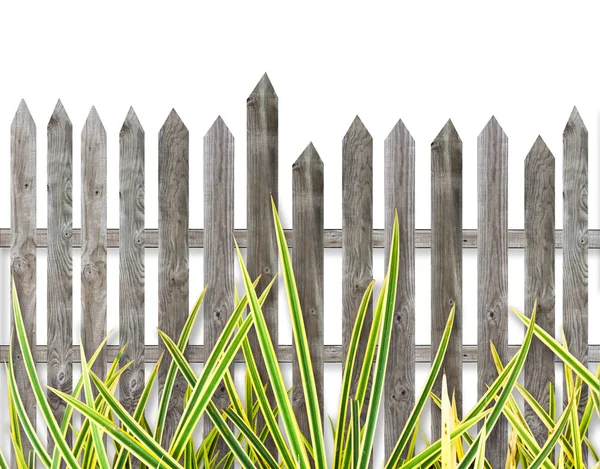 Деревянный забор с травой — стоковое фото