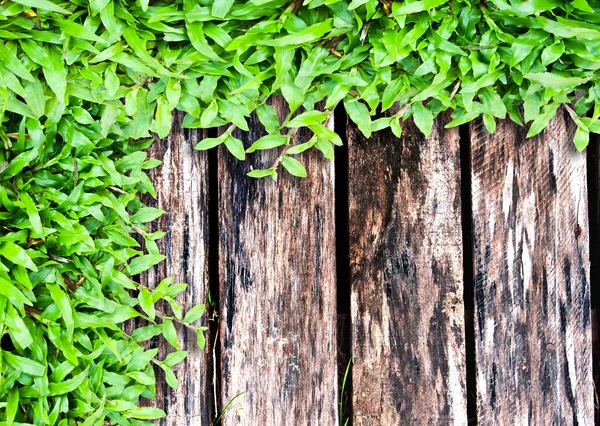 Gras auf Holz — Stockfoto