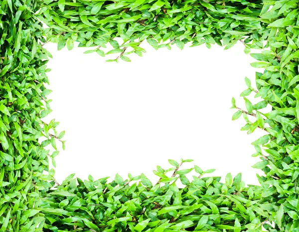 Erba verde telaio — Foto Stock