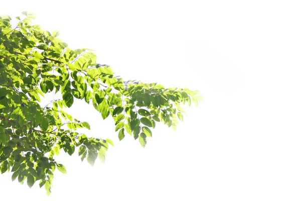 Grüne Blätter — Stockfoto