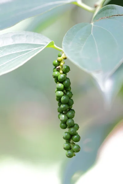 stock image Fresh pepper on tree