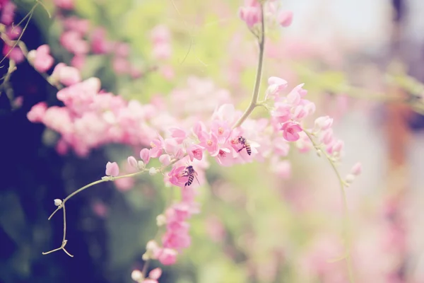 Розовый цветок с пчелой — стоковое фото