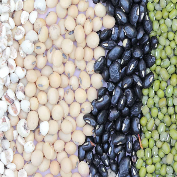 Varieties of bean — Stock Photo, Image