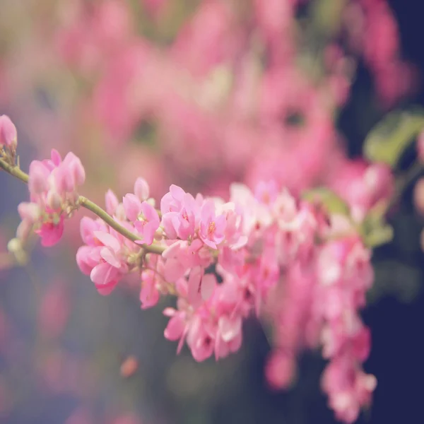 Flori roz cu albine — Fotografie, imagine de stoc