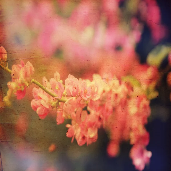 Grunge fiore rosa — Foto Stock