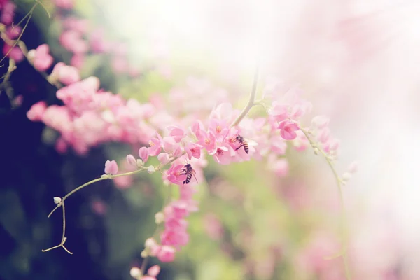 Roze bloem met bee — Stockfoto
