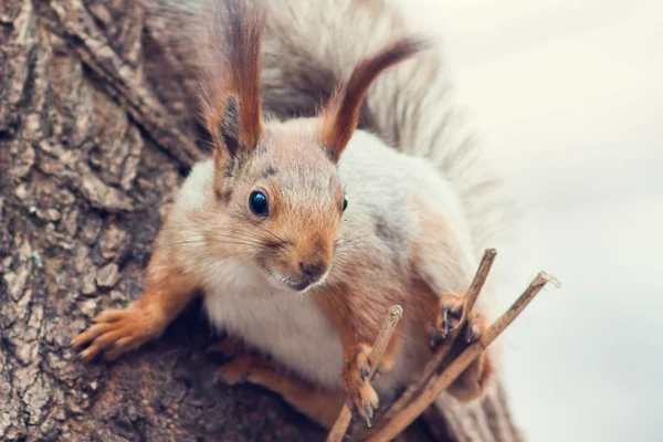 stock image Squirrel