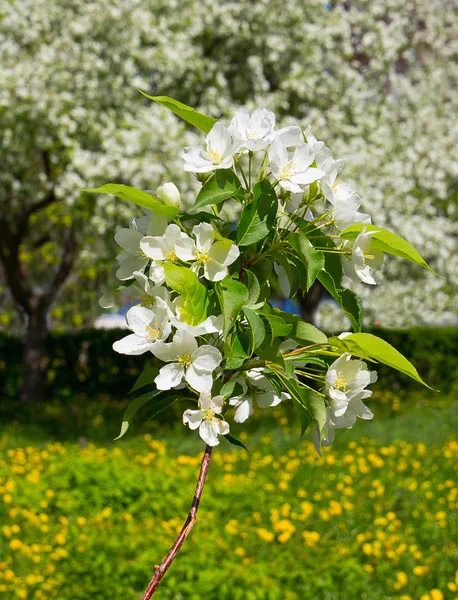 A branch of apple blossoms — Stock Photo, Image