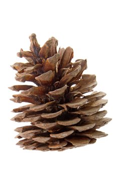 Fir-cone clipart