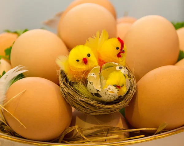 鶏の卵や雛 — ストック写真