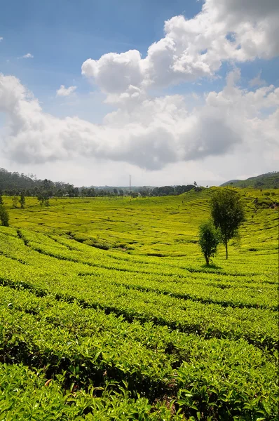 Plantação de chá — Fotografia de Stock