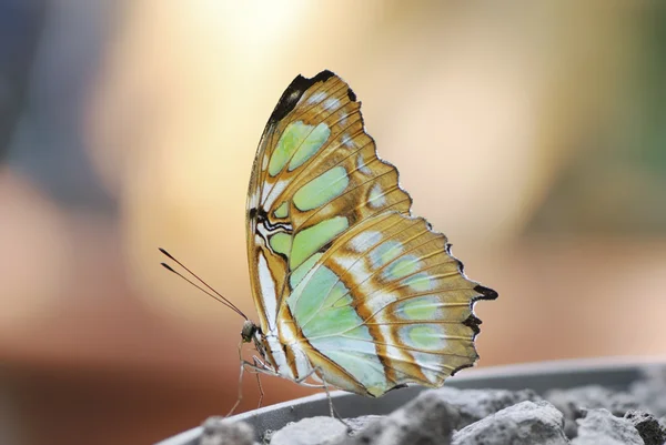 Tropikal kelebek — Stok fotoğraf