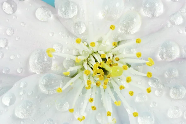 Mokré třešňový květ — Stock fotografie