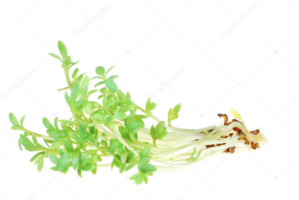 Isolated Garden Cress Sprouts