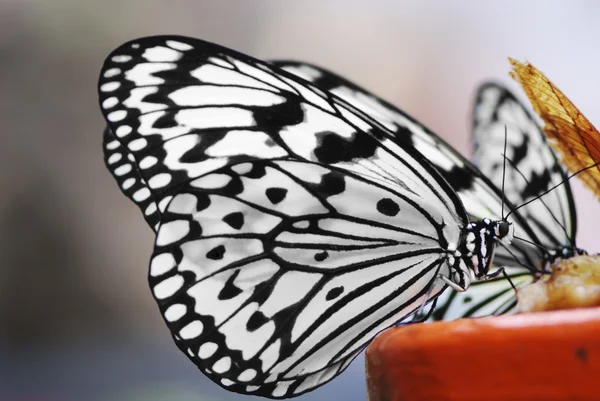 Arbre Nymphe papillon — Photo