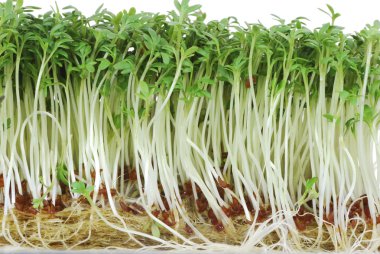 Isolated Watercress Sprouts clipart