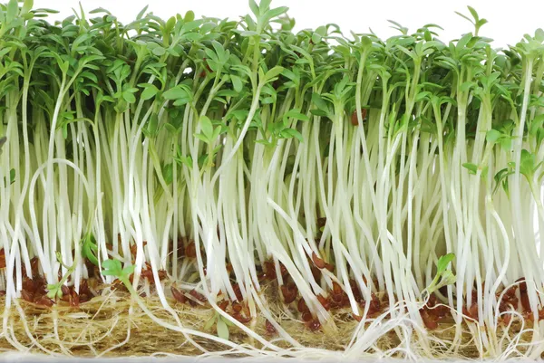 Isolated Watercress Sprouts — Stock Photo, Image