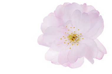 Isolated Cherry Blossom clipart