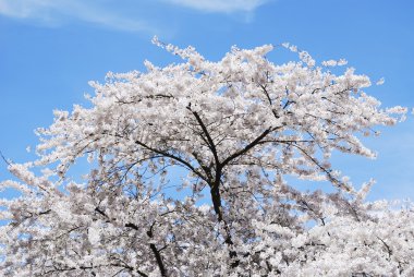 Flowering Cherry Tree clipart