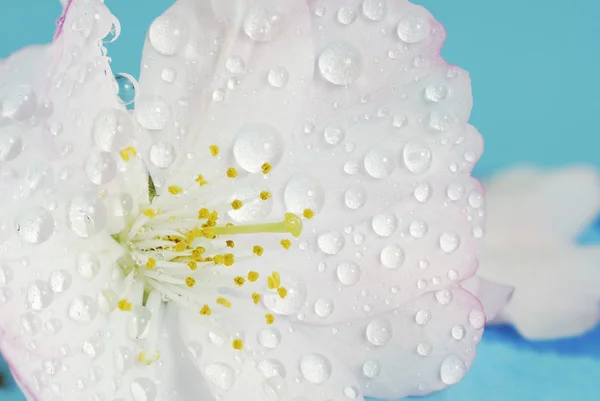 Islak kiraz çiçeği — Stok fotoğraf