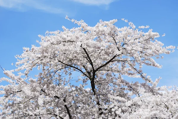 開花桜 — ストック写真