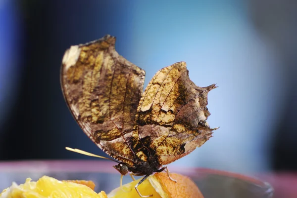 Stock image Tropical Butterfly