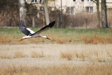 Flying Stork