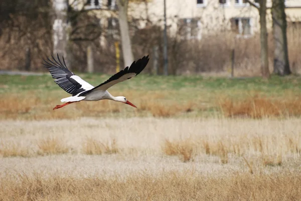 Flying Stork — Stock Photo, Image