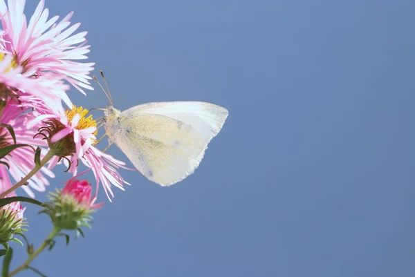 Bílý motýl — Stock fotografie