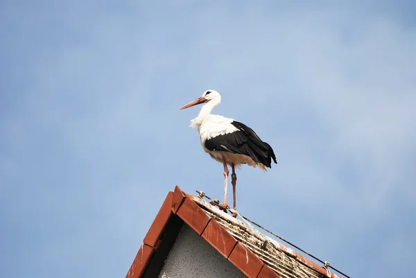 Cegonha no telhado — Fotografia de Stock