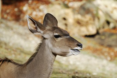 Kudu in Africa