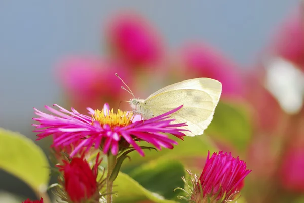 White Butterfly — Stock Photo, Image