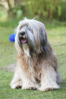 Tibet terrier