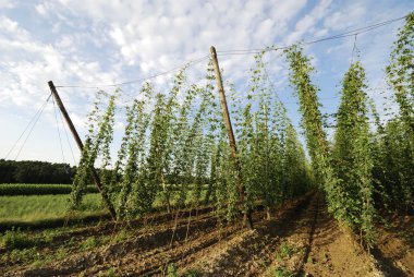 Hop field clipart