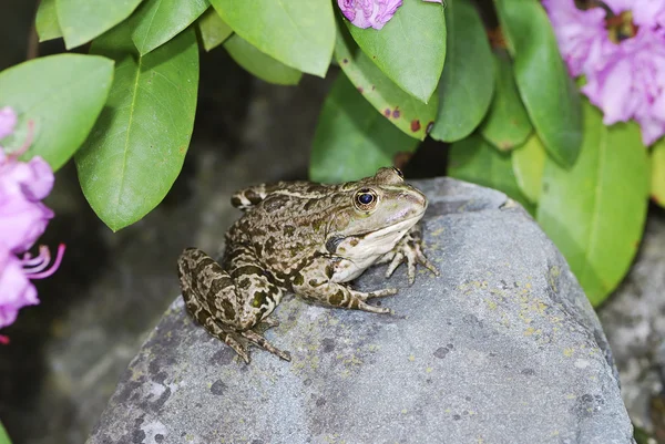 Frosch auf einem Stein — Stockfoto