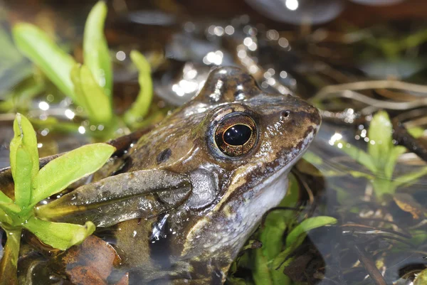 Grass frog — Stock fotografie