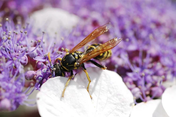 stock image Wasp on a flower