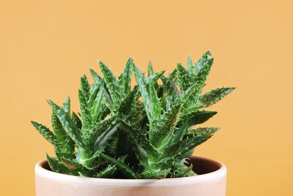 Stock image Green Potted Cactus