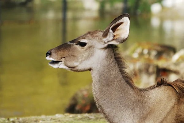 Kudu Antelope — Stock Photo, Image