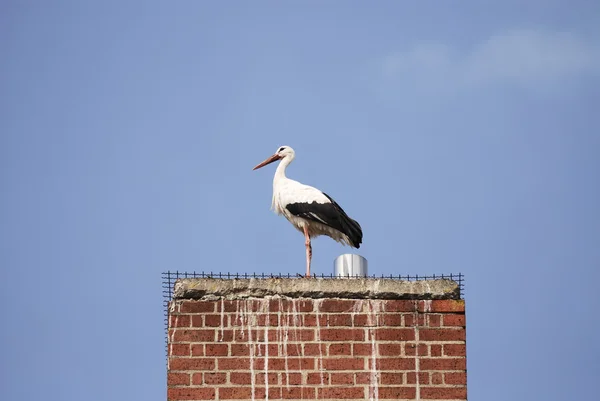 stock image Stork on a chimney