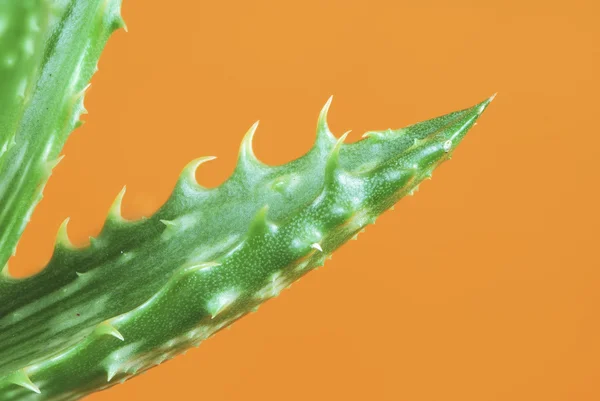 Cactus verde — Foto Stock