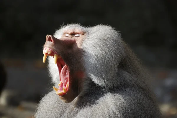 stock image Wild baboon