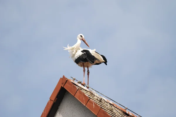 Cigüeña en el techo de una casa — Foto de Stock