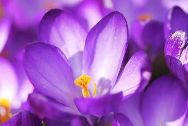 クロッカスの花 — ストック写真