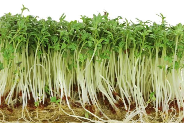 Isolated Garden Cress Sprouts — Stock Photo, Image