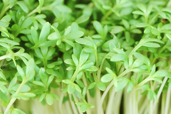 Garden Cress Sprouts — Stock Photo, Image