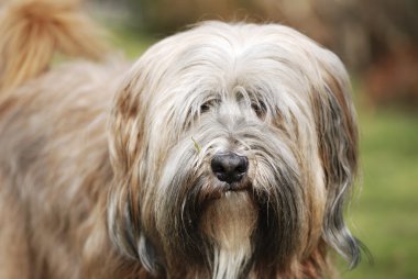 Tibetan Terrier Dog clipart